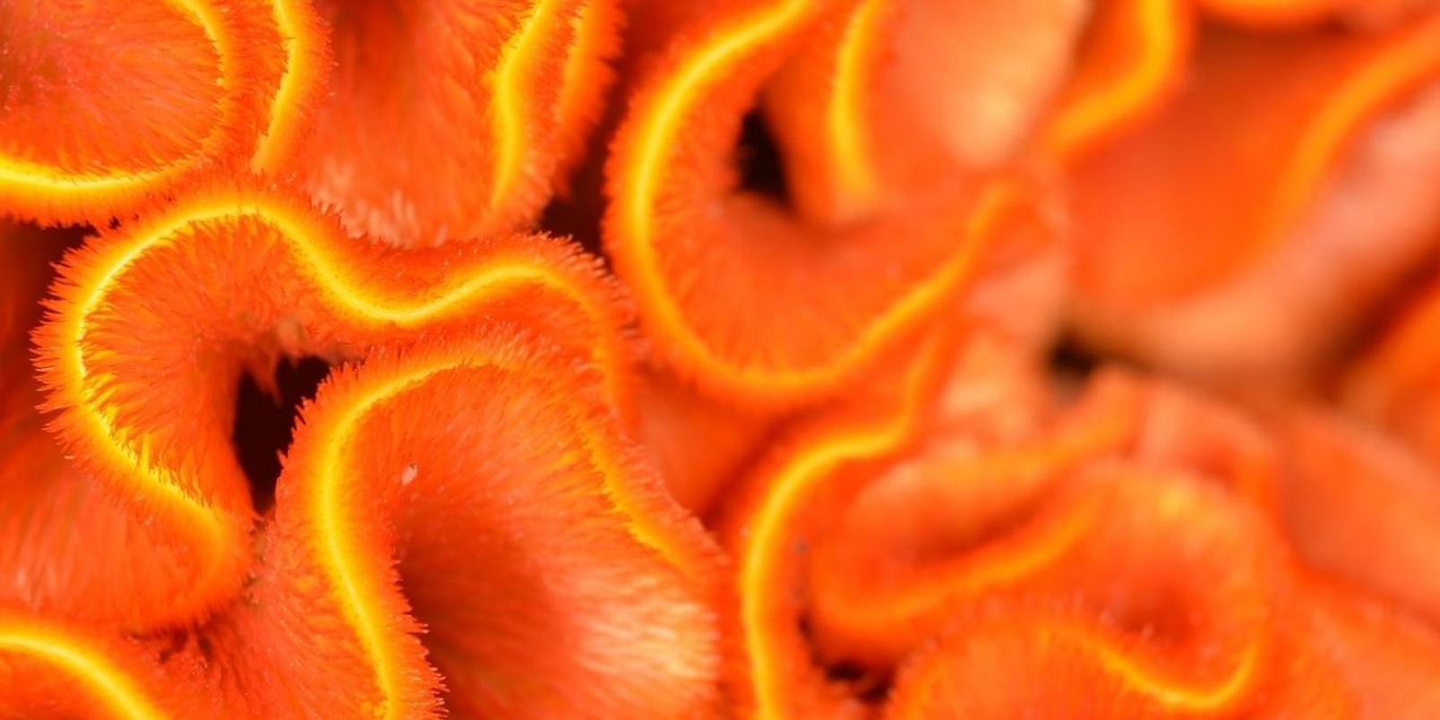 Untitled-design-44-Celosia