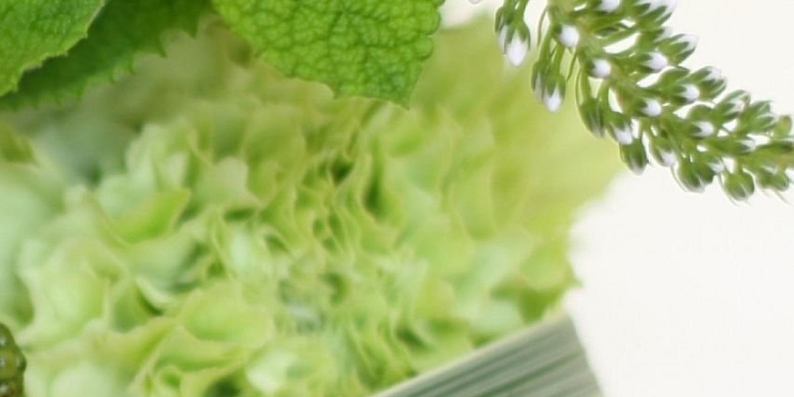 Untitled-design-90-1-green-carnation