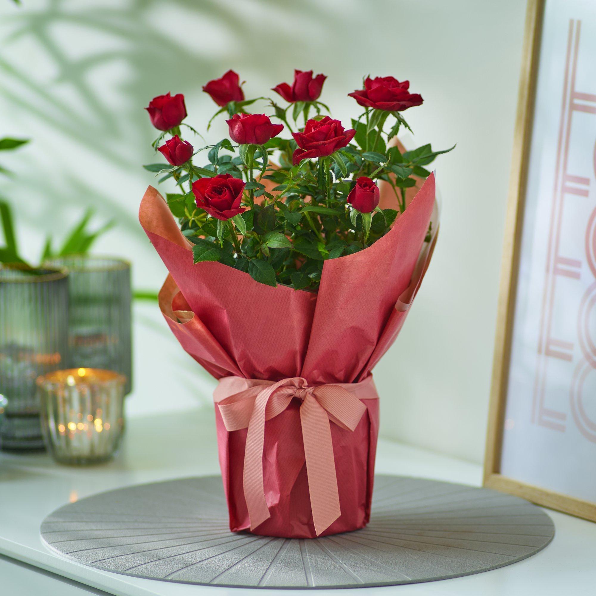 Plant Delivery UK Next Day Delivery Interflora