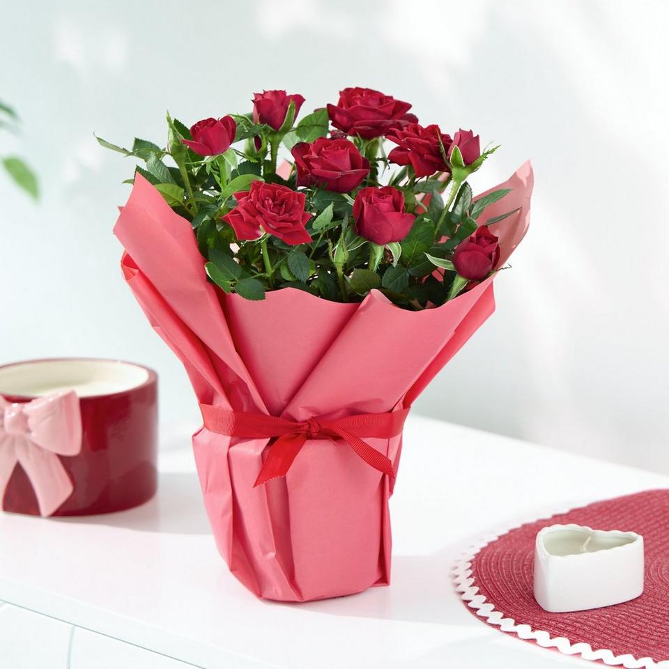 Gift Wrapped Red Rose Plant