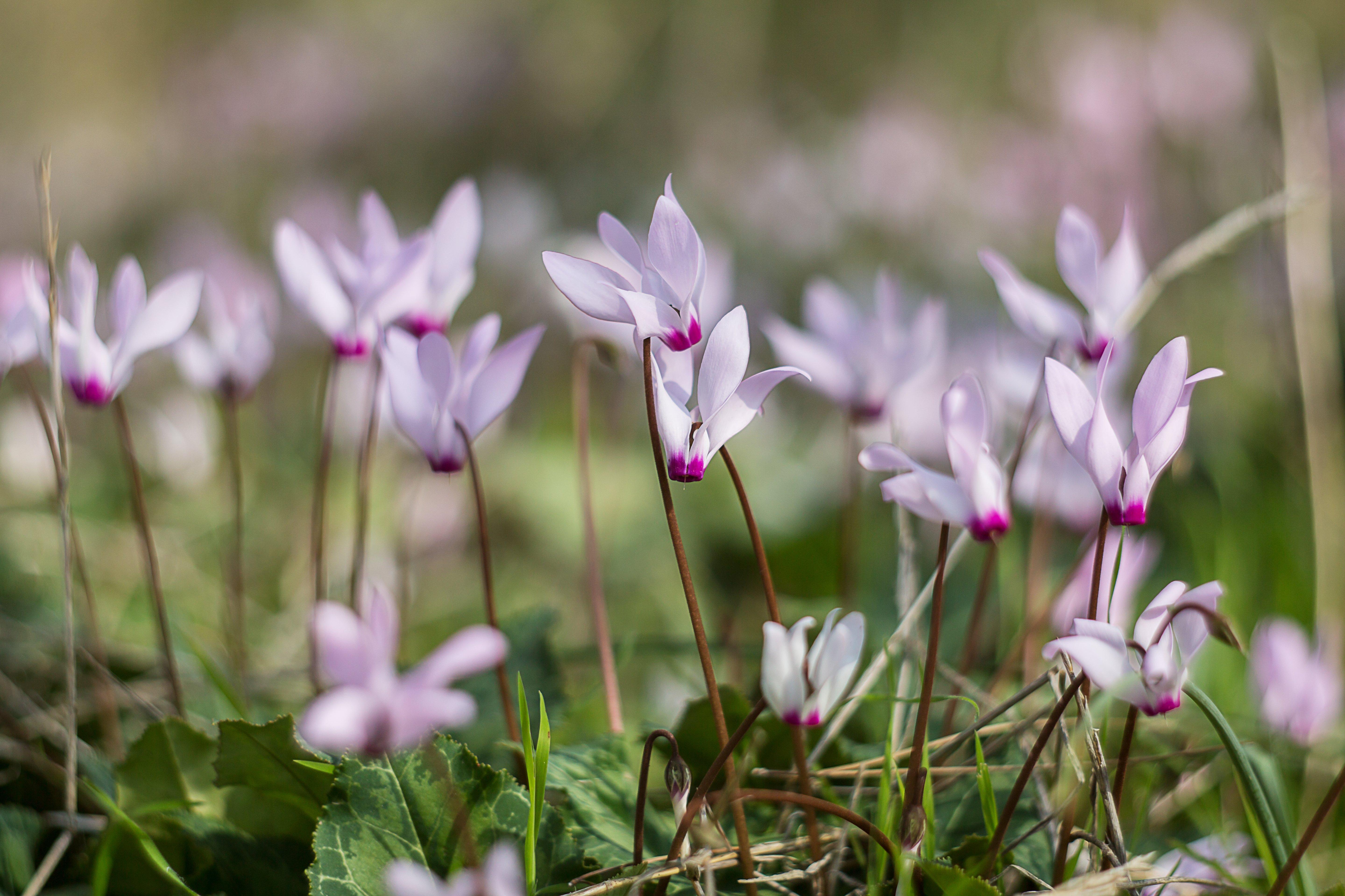 White_and_purple_cyclamen