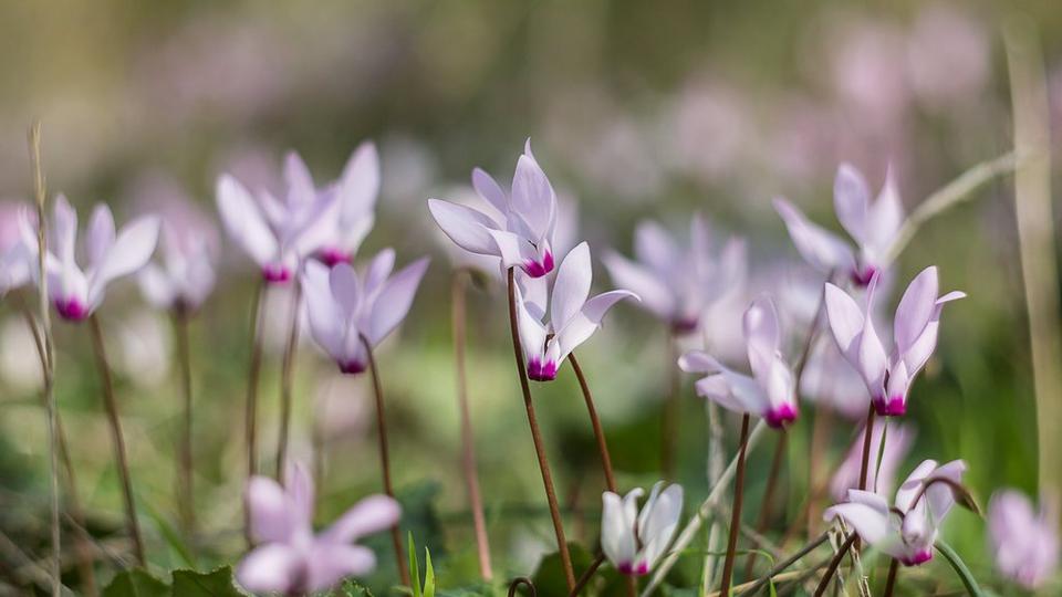 White_and_purple_cyclamen