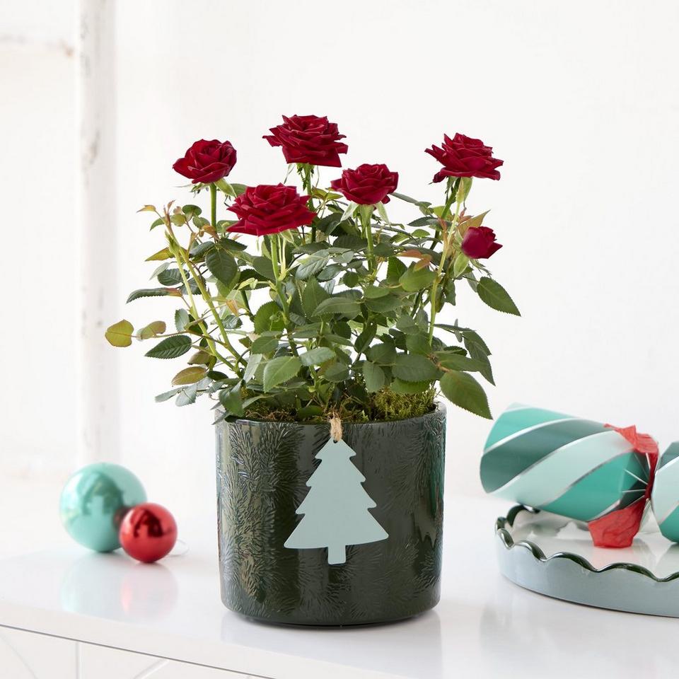 Very Merry Rose Pot