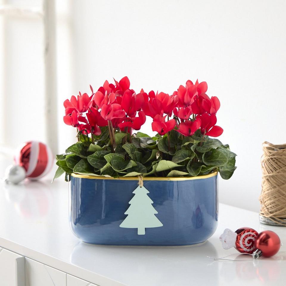 Christmas Red Cyclamen