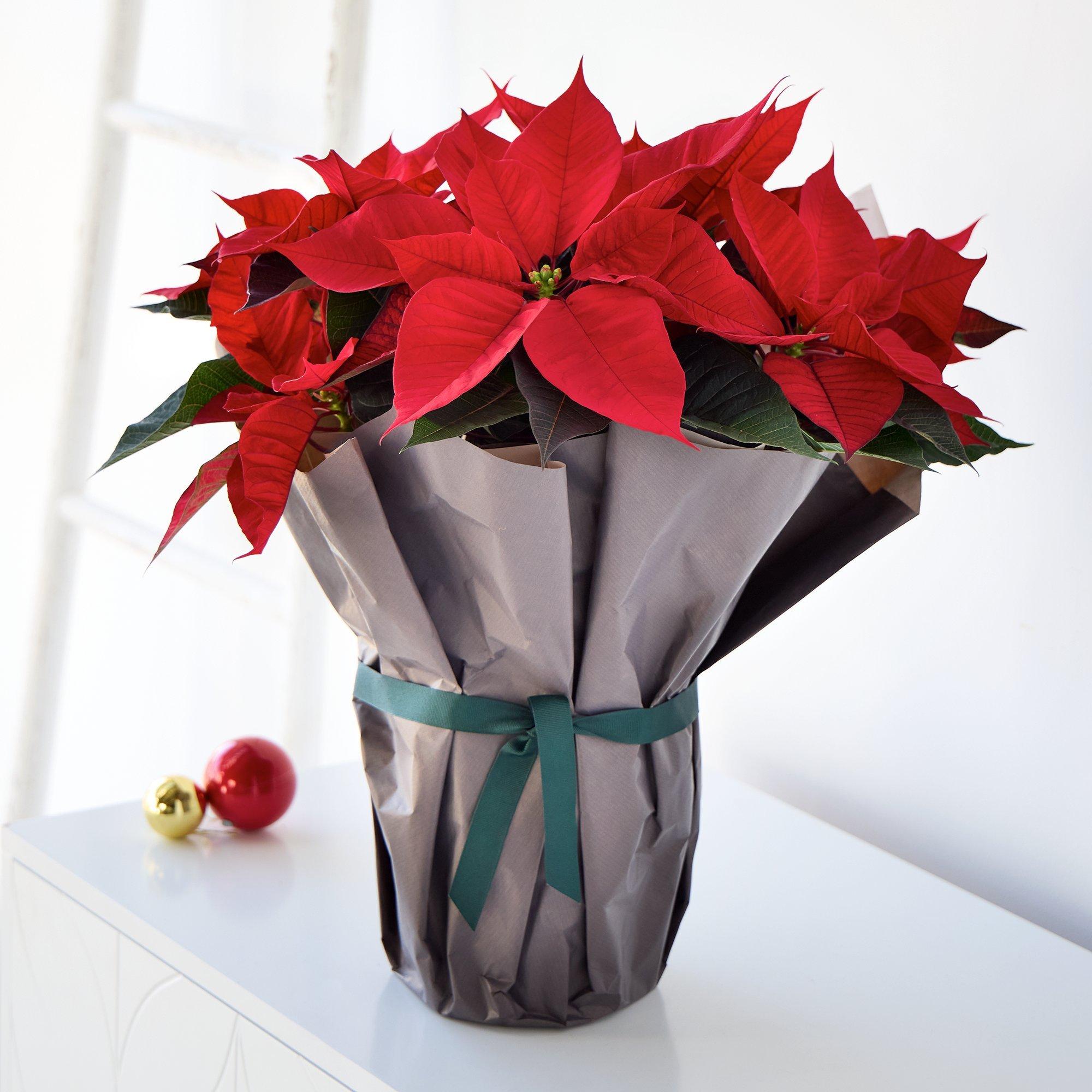 Christmas Plants  Free Delivery in the UK  Interflora