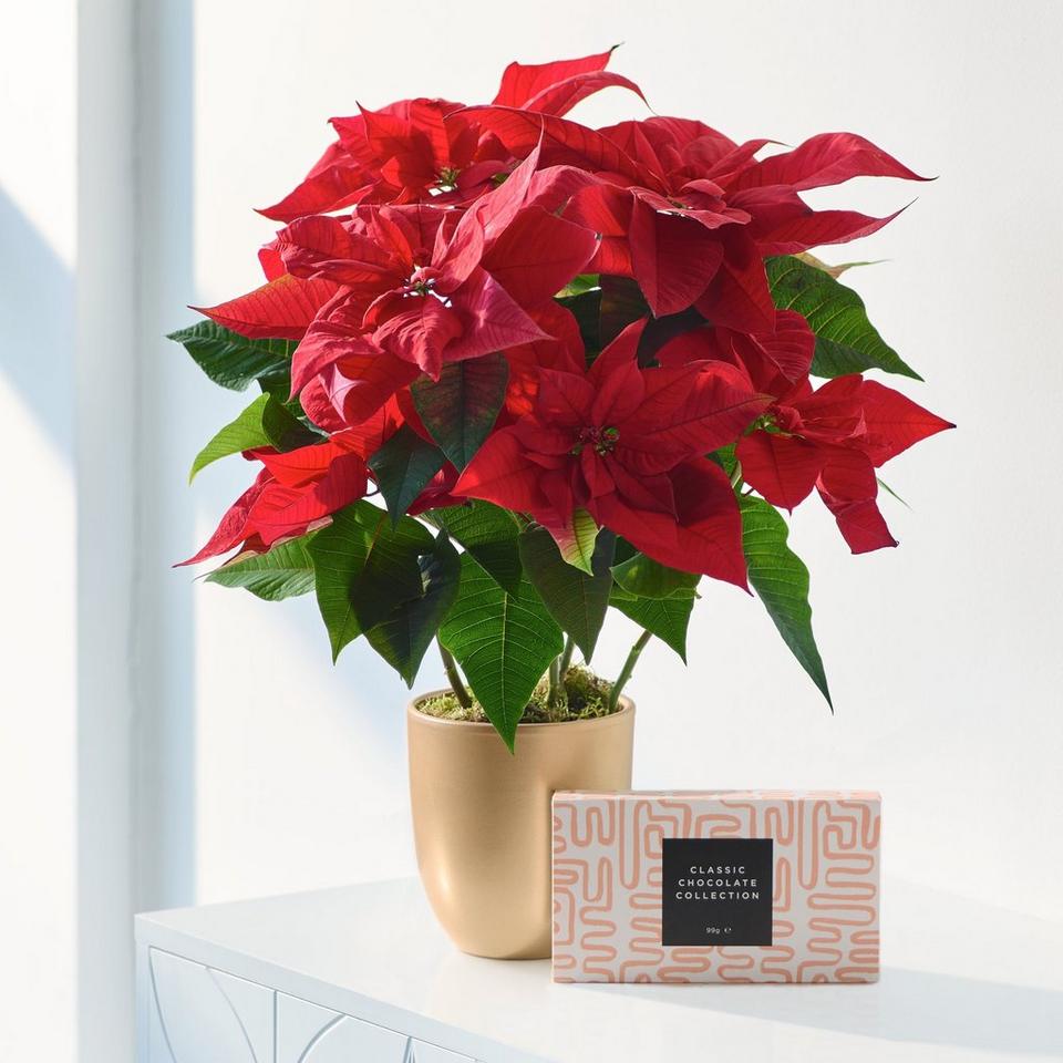 Christmas Poinsettia Gift Set