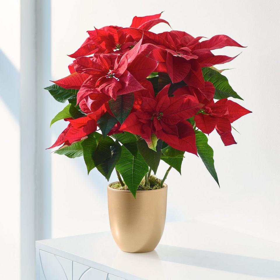 Christmas Poinsettia