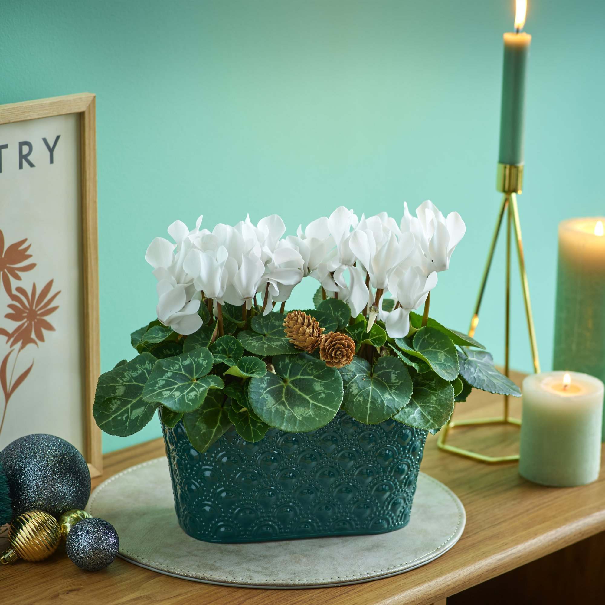 Click to view product details and reviews for White Cyclamen.
