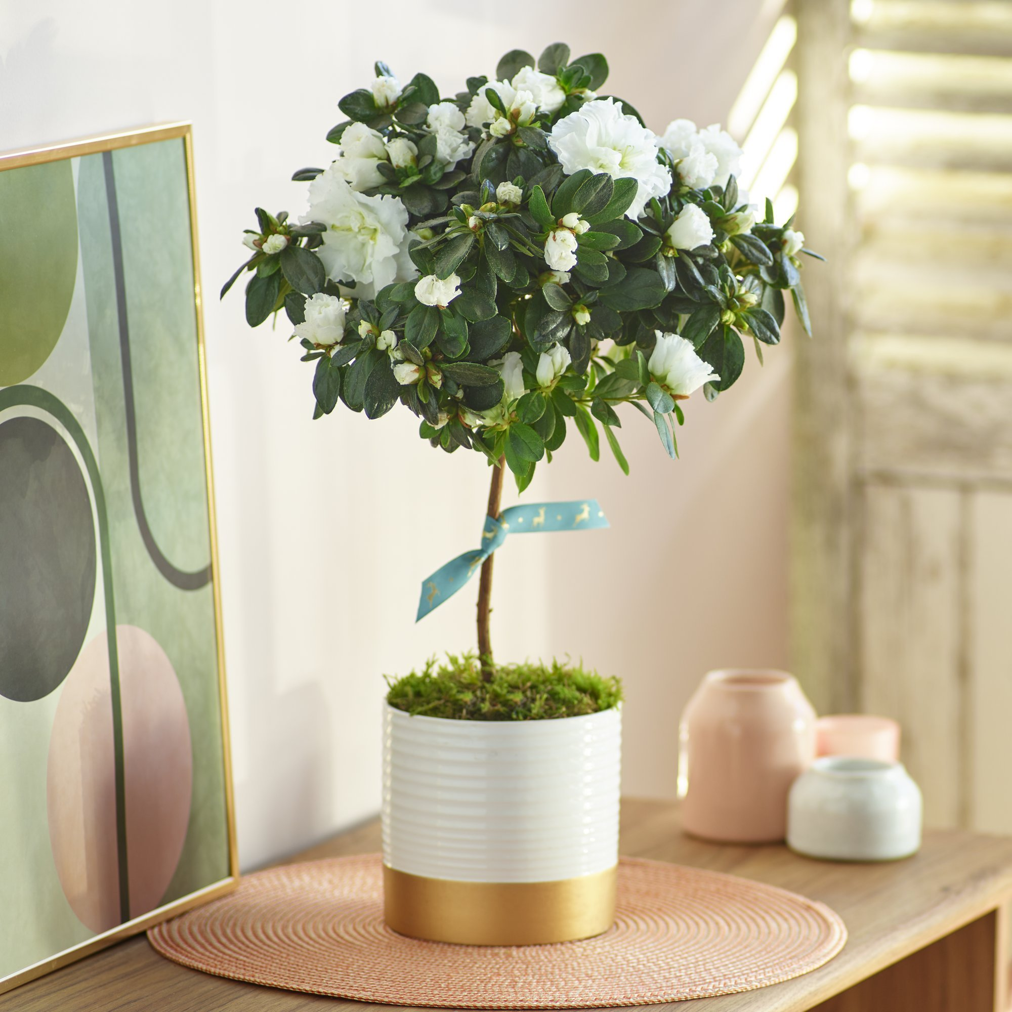 Click to view product details and reviews for White Azalea Tree.