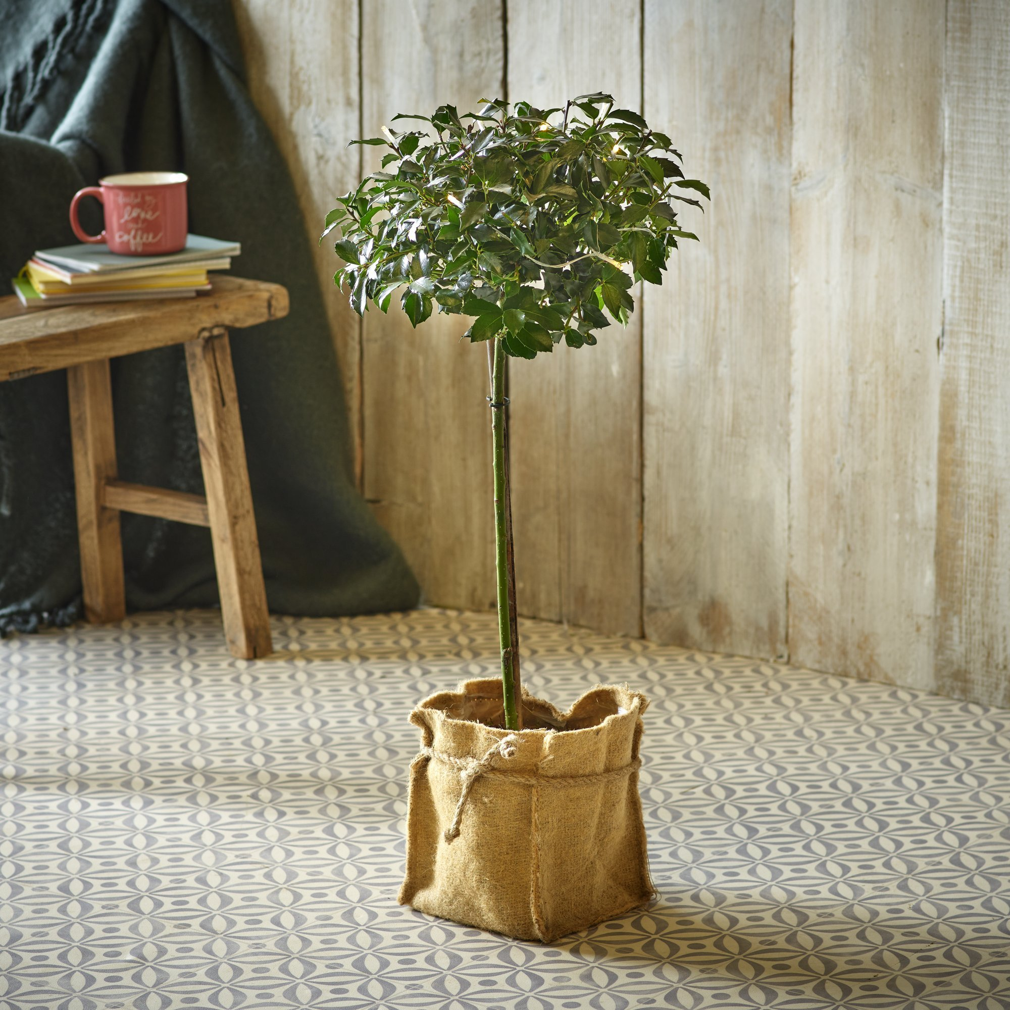 Click to view product details and reviews for Holly Plant.