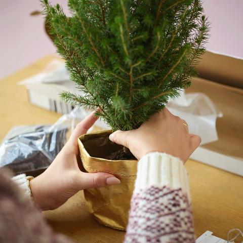Pop into the gold festive pot cover