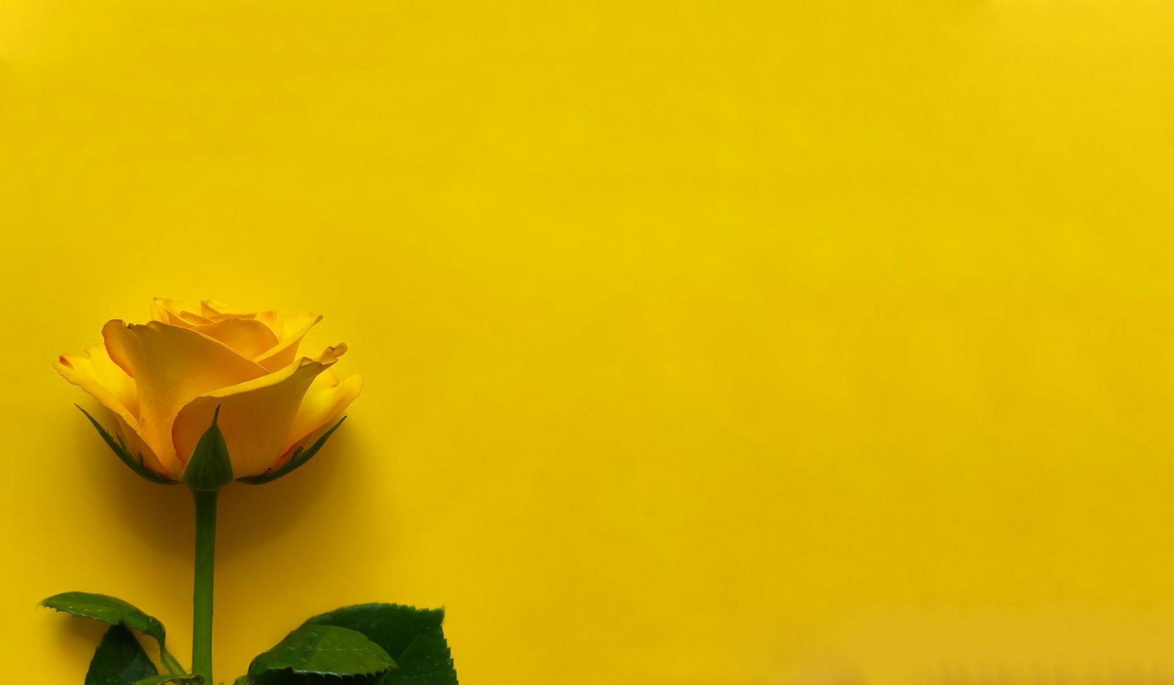 Yellow_rose_on_yellow_background
