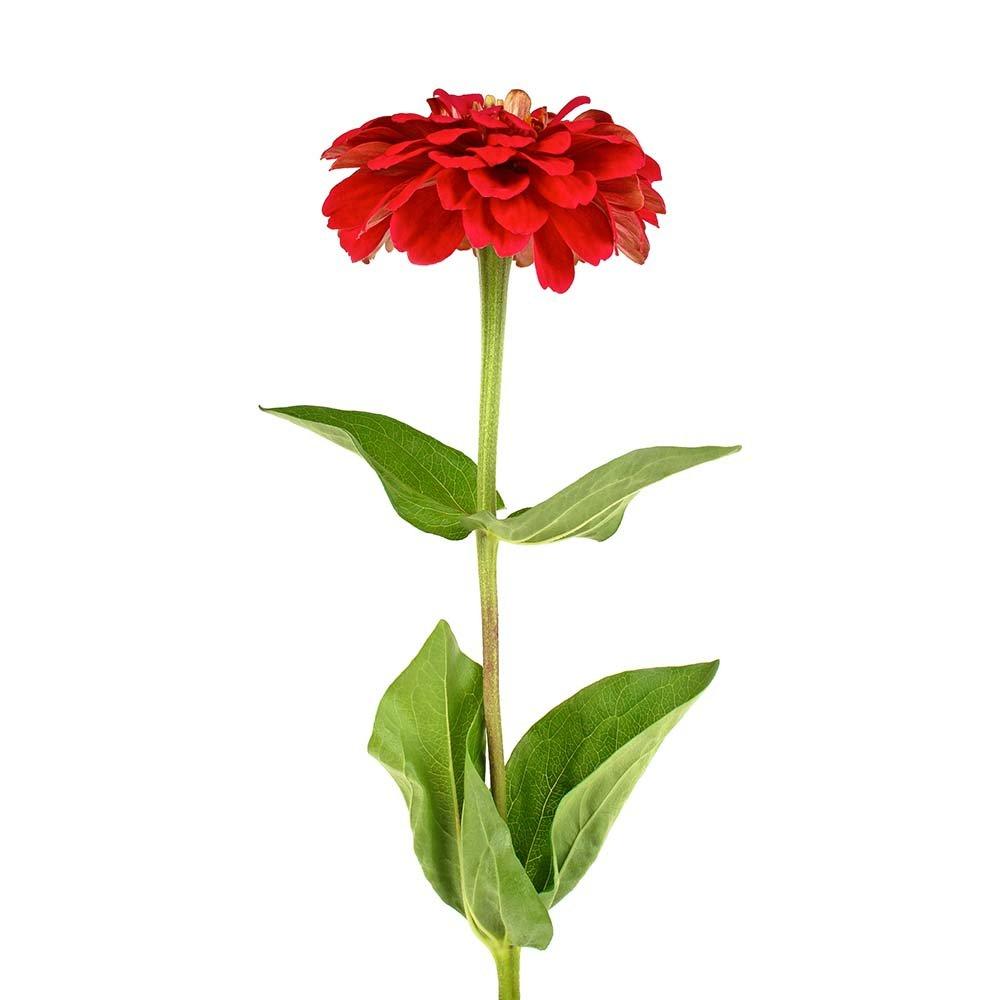 Zinnia-red-flower-single