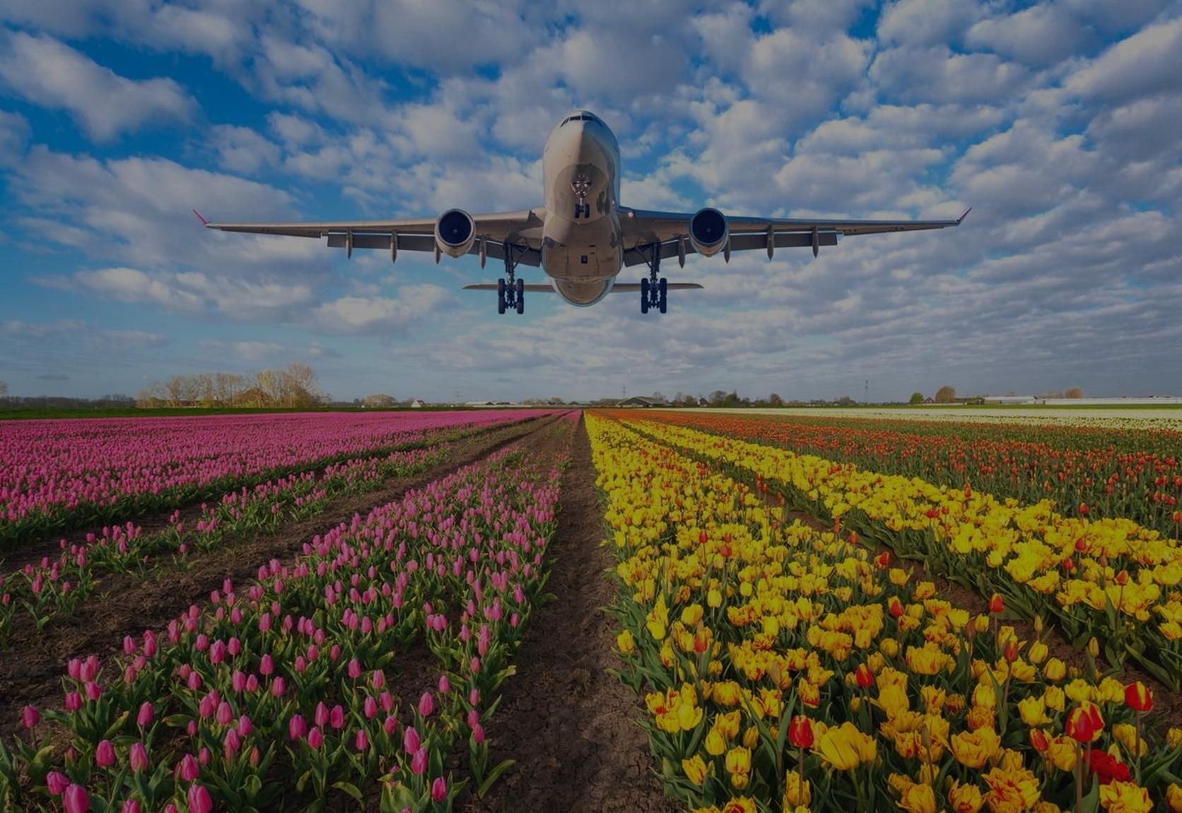 aeroplane-flying-above-fields-of-flowers