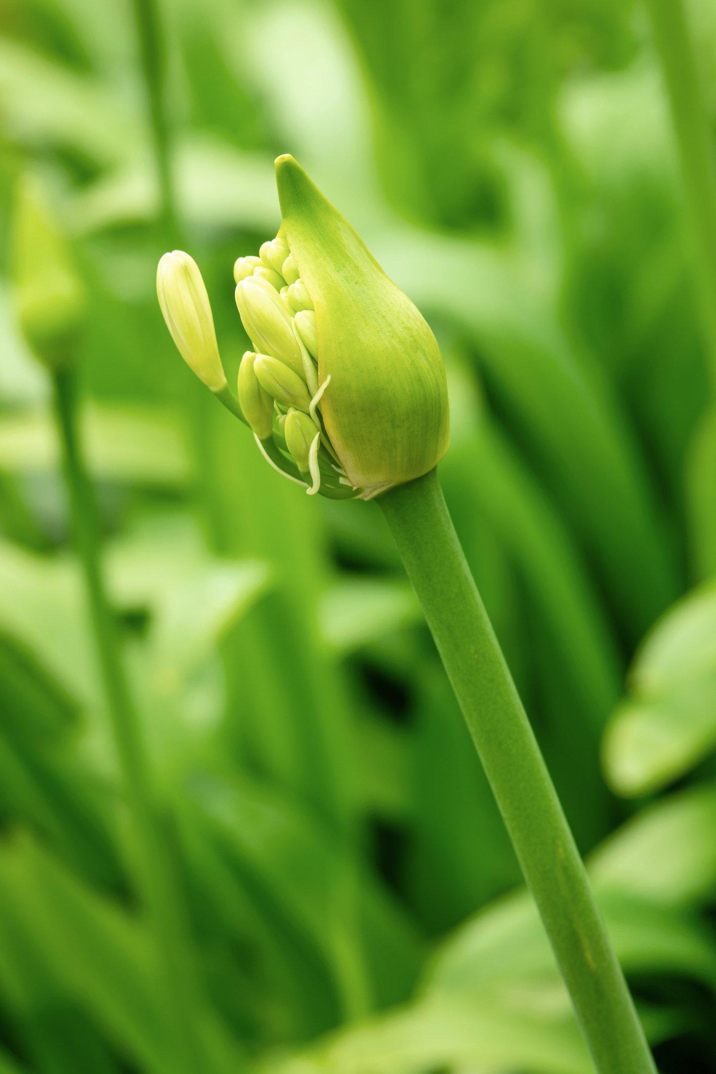 agapanthus-in-bud