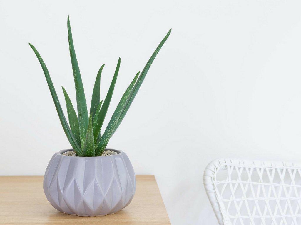 aloe-vera-succulent-plantv2