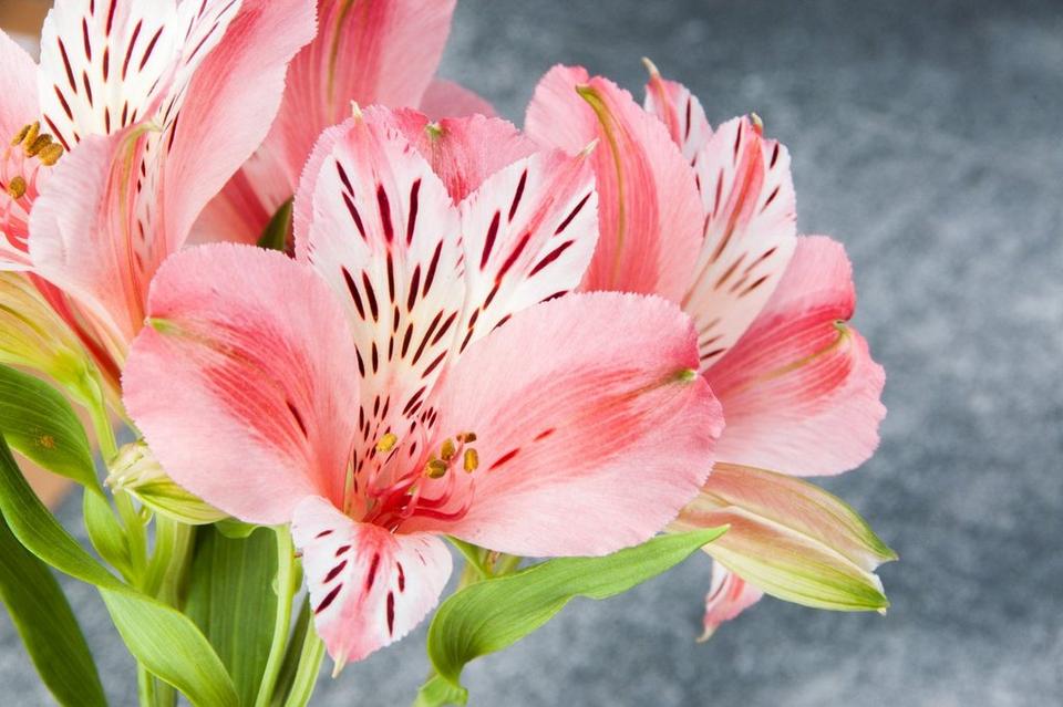 alstromeria-pink-flower-single