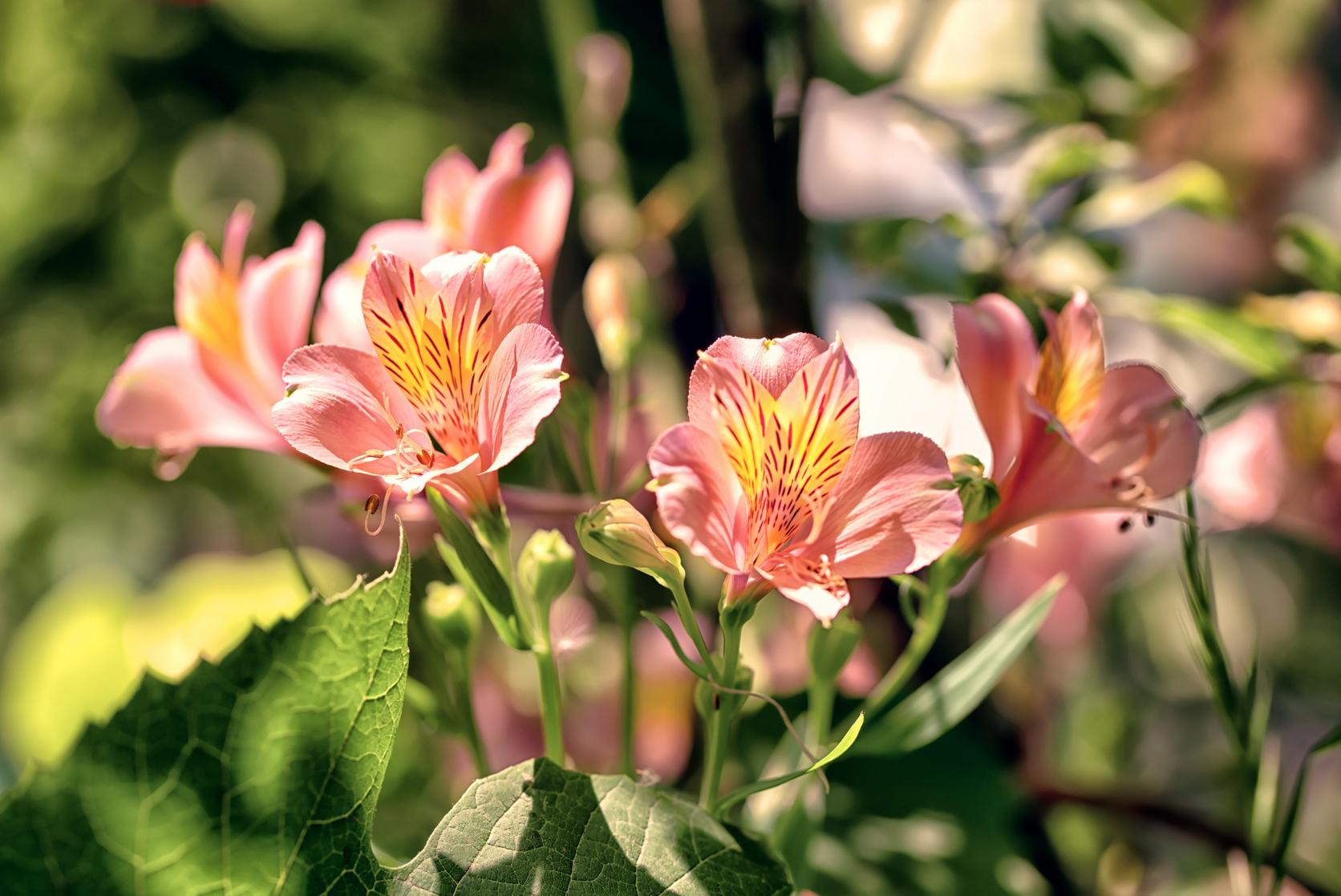 alstromeria-pink-flower