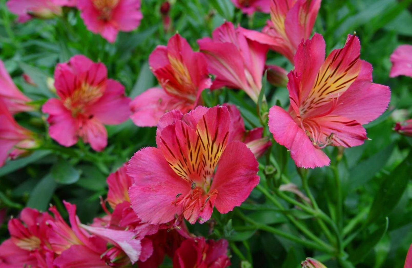 alstromeria-pink-flowers-field