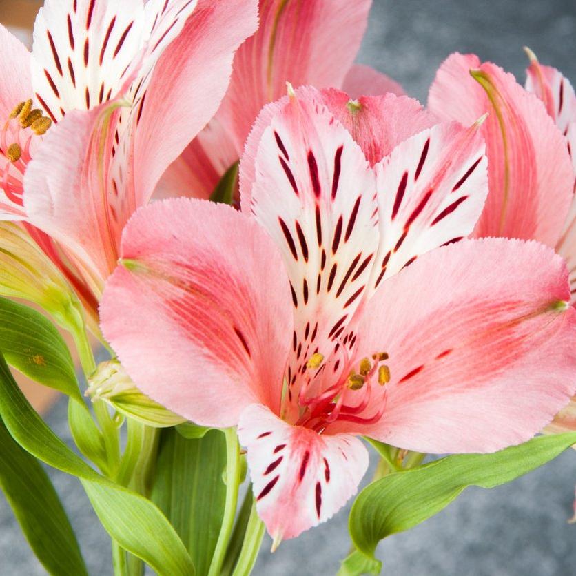 alstromeria-pink-flowers
