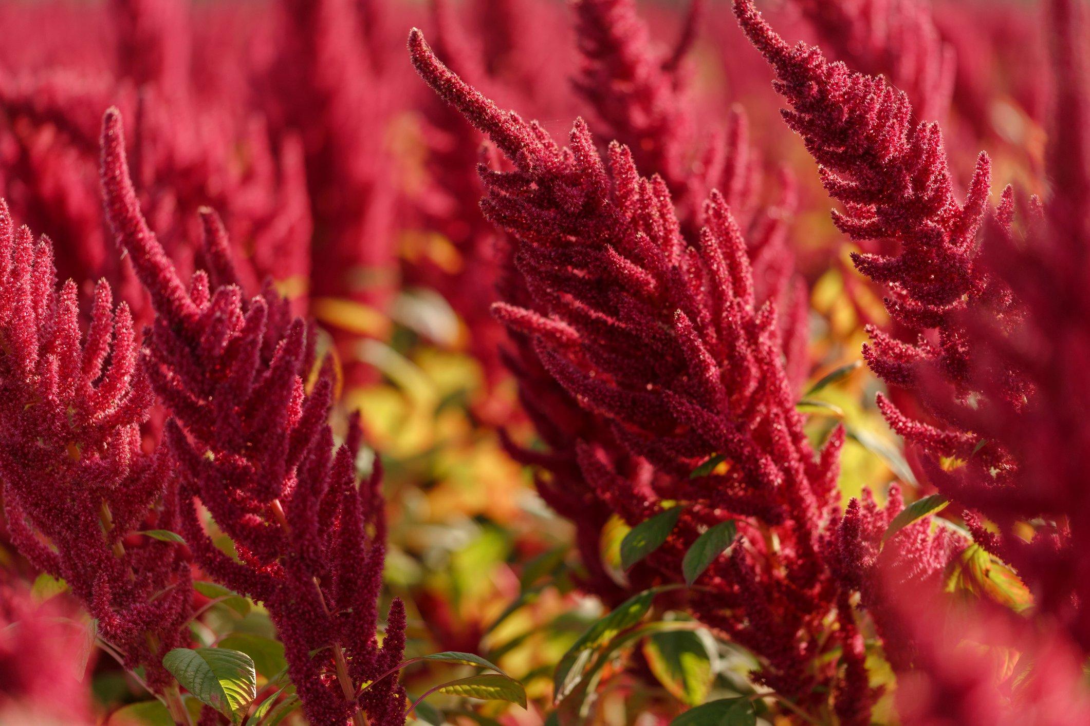 amaranthus-red