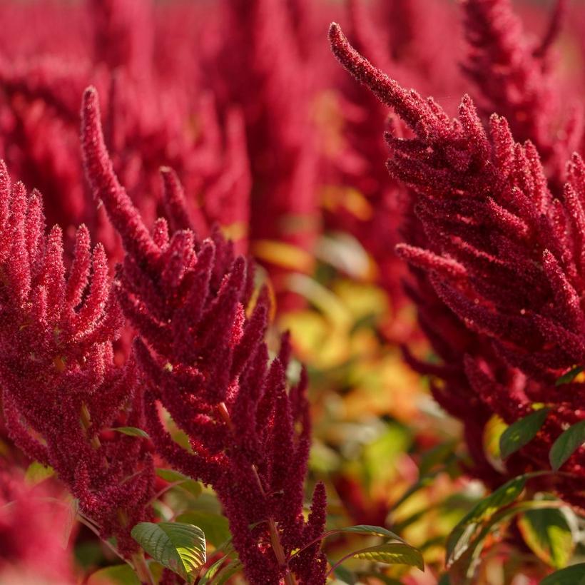 amaranthus-red