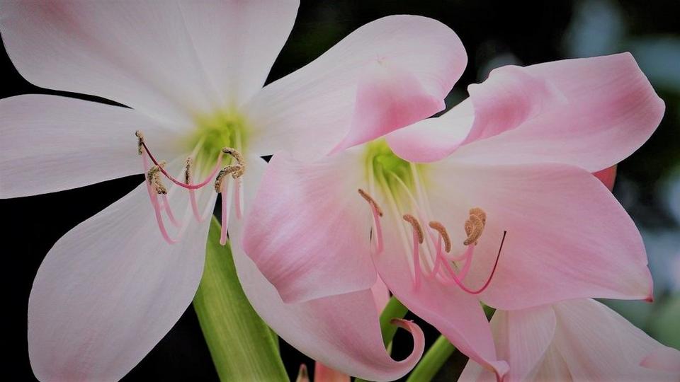 amaryllis-pink-white-flowers
