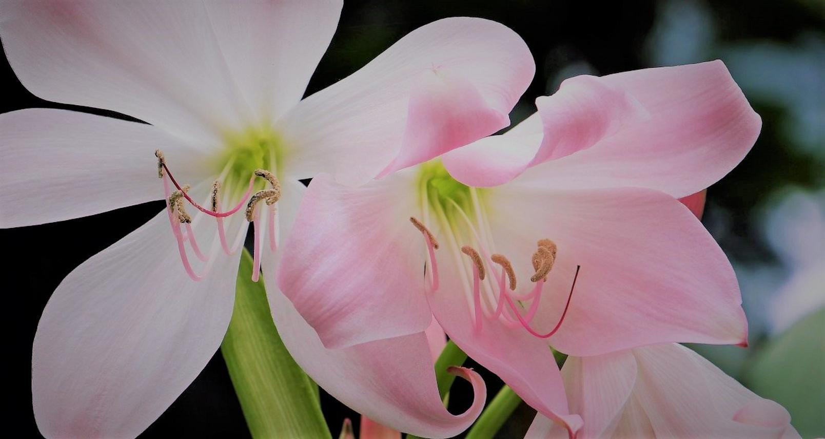 amaryllis-pink-white-flowers