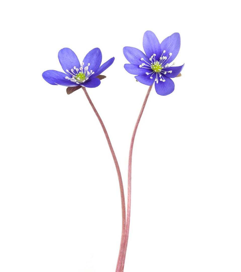anemone-purple-flowers