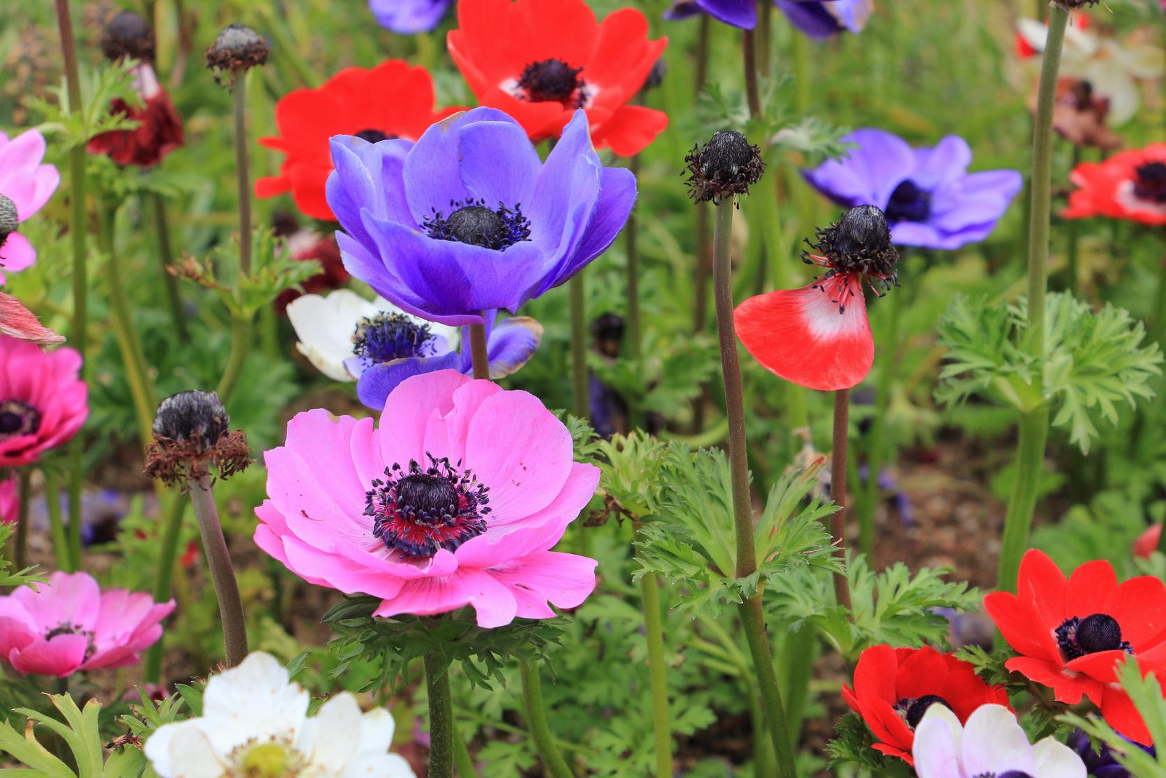 anenome-pink-purple-red-flowers