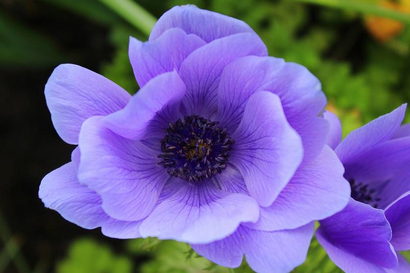 anenome-purple-flower-single