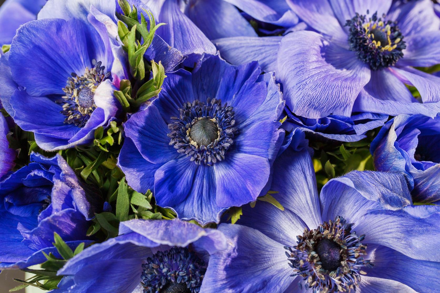 anenome-purple-flowers