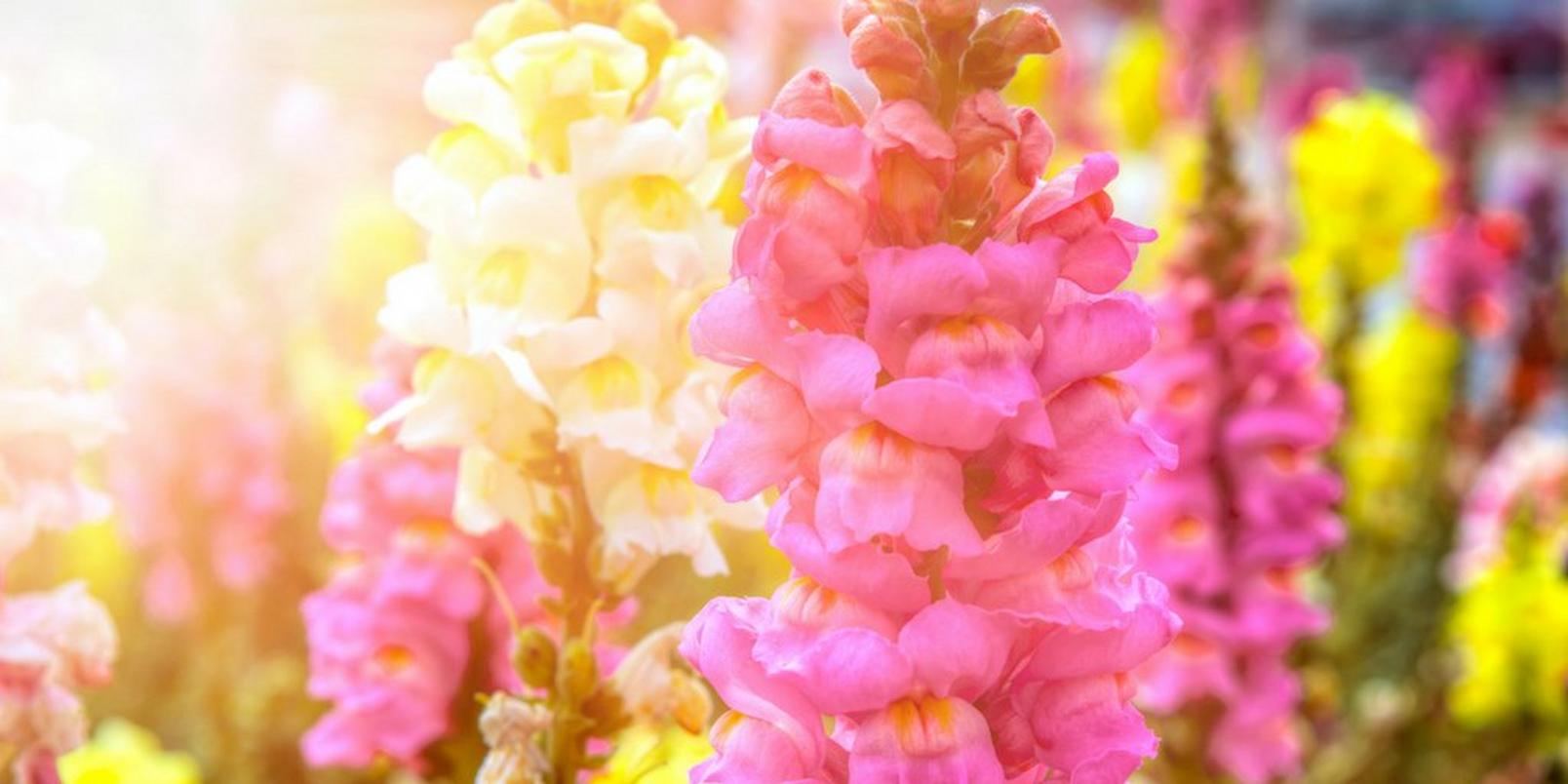 antirrhinum-pink-yellow-flowers