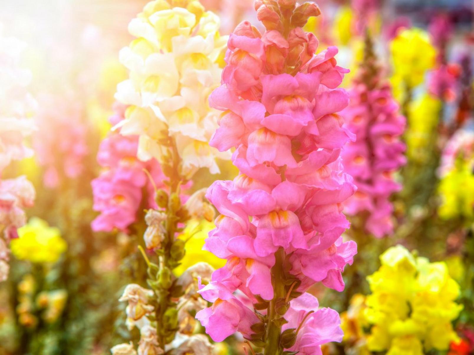 antirrhinum-pink-yellow-flowers
