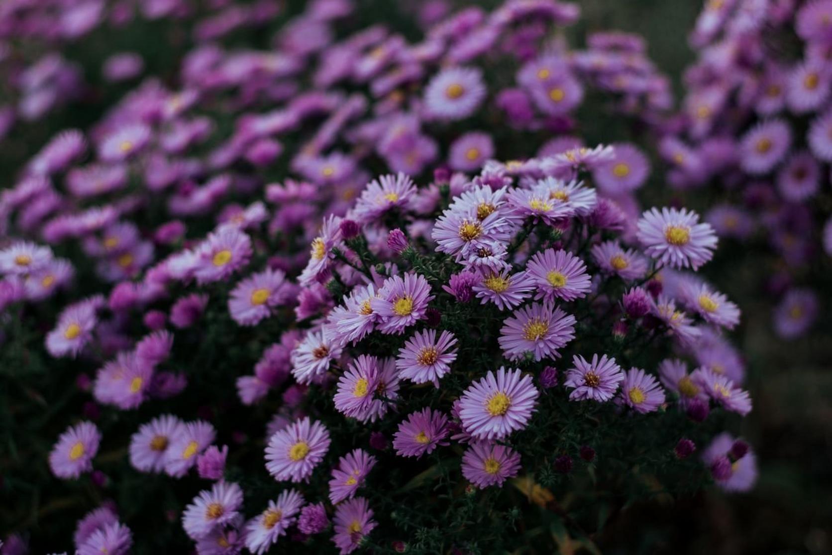 aster-purple-flowers-
