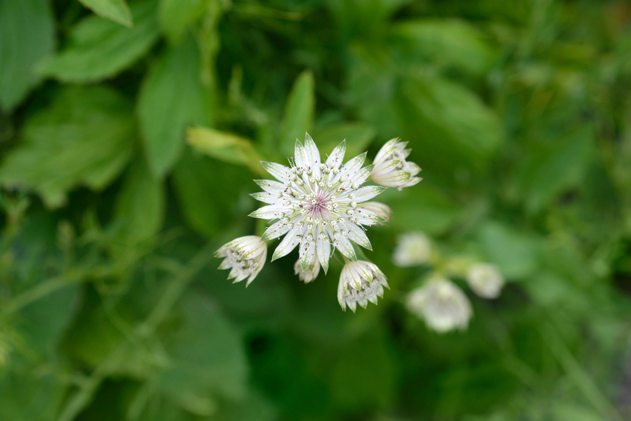 astrantia-carniolica