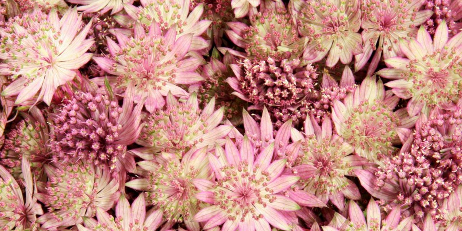 astrantia-pink-flowers