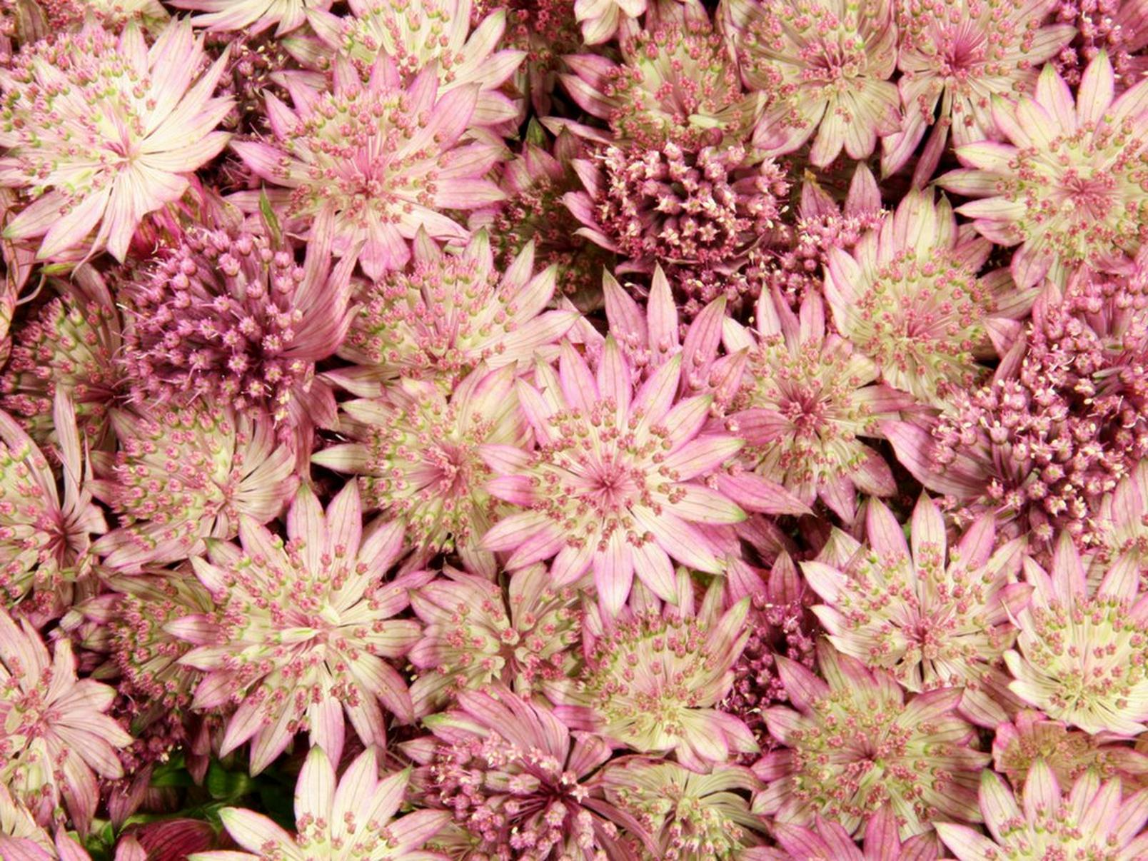 astrantia-pink-flowers