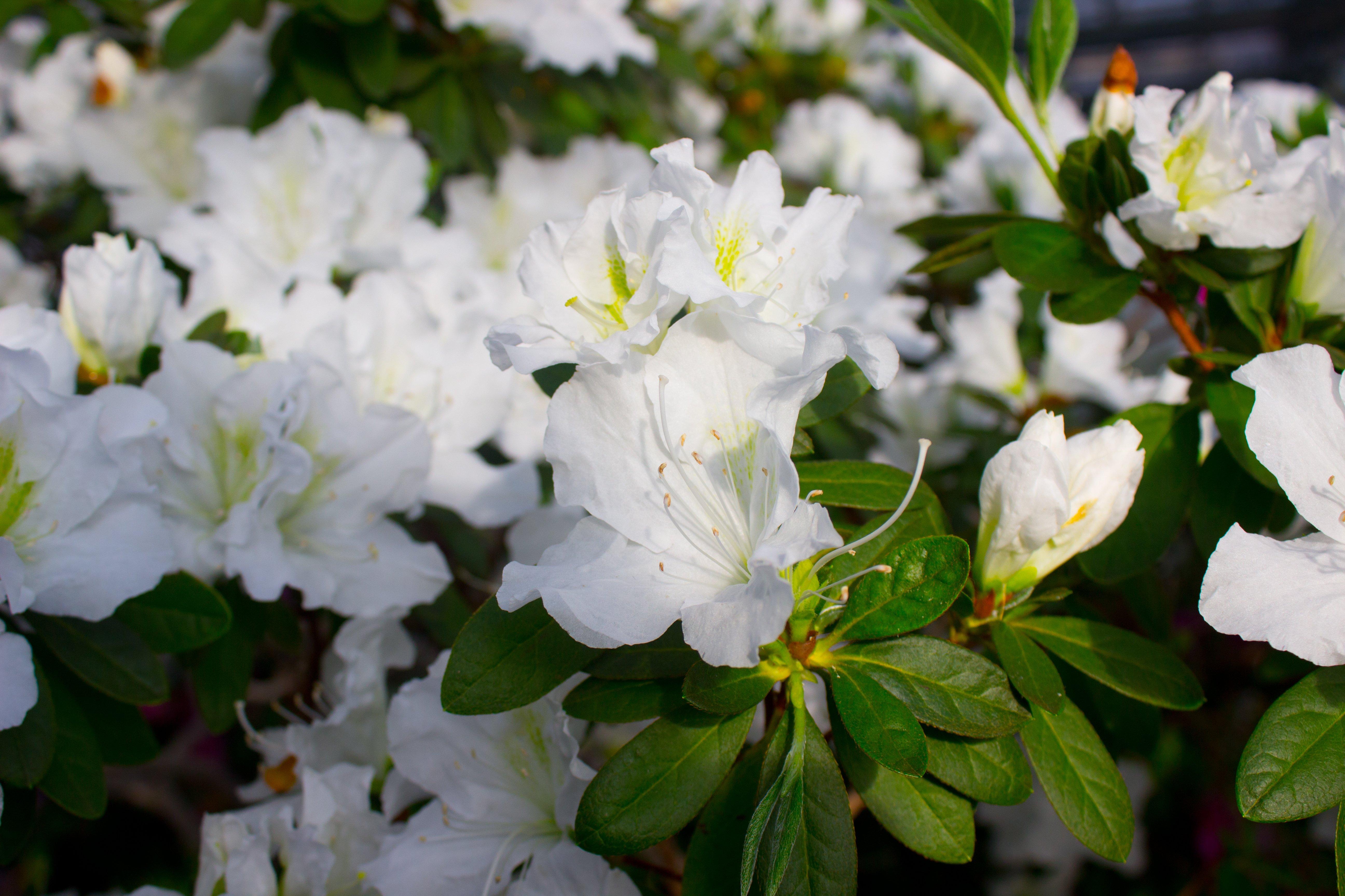 azalea-white-flowers