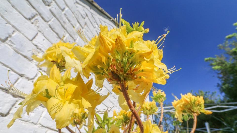 azalea-yellow-flowers
