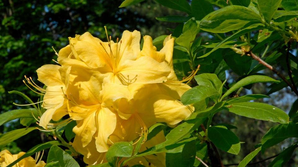 azalea-yellow-single-flower