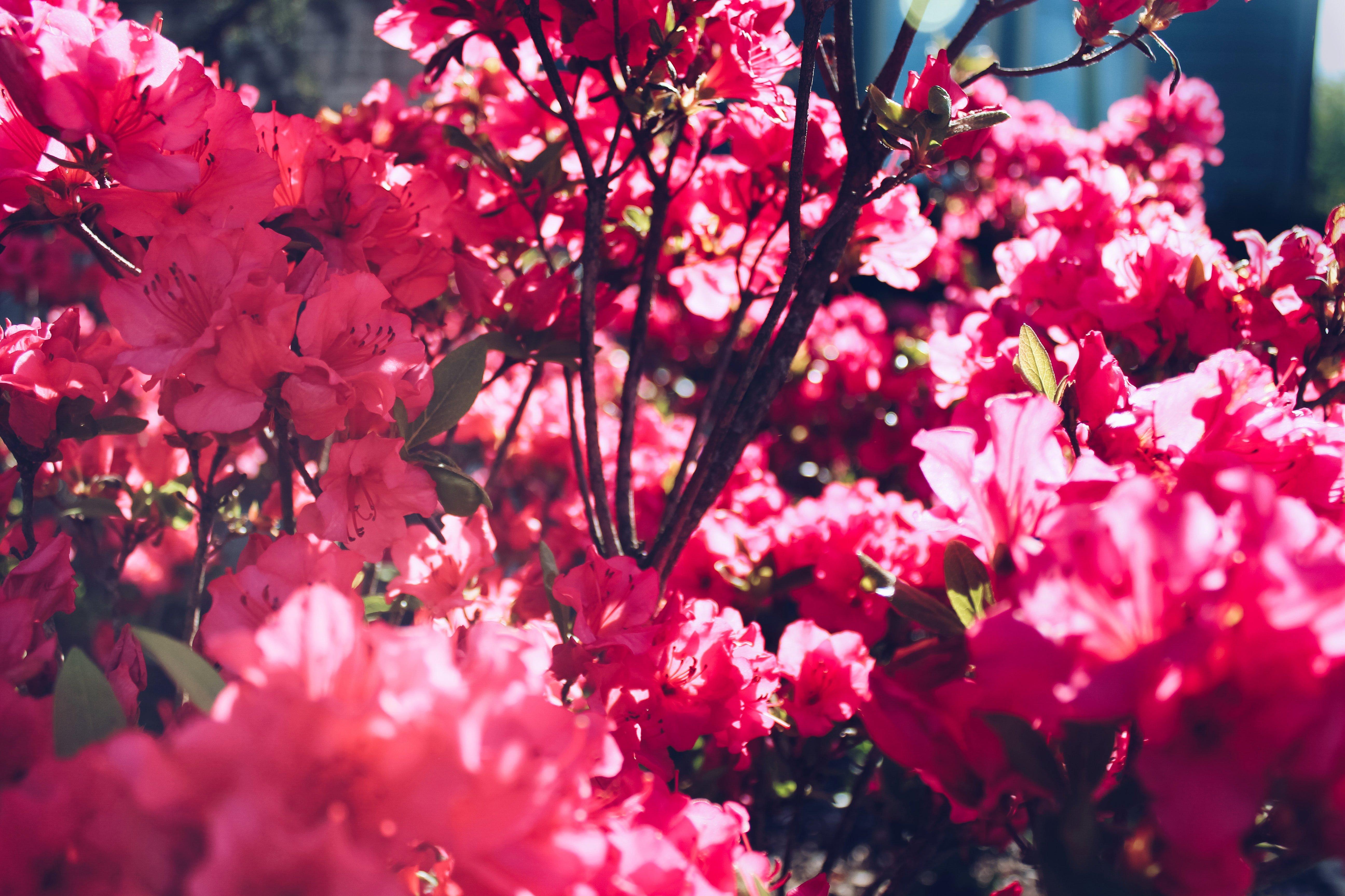 Blooming Spring Flowers