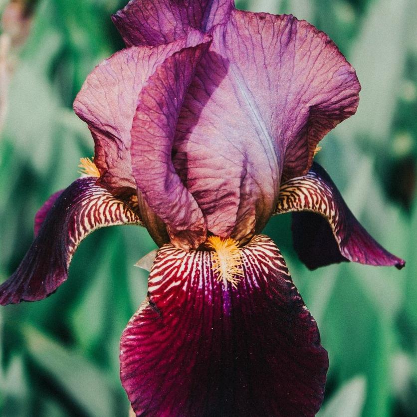 bearded-irises