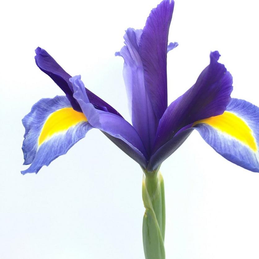 beardless-irises