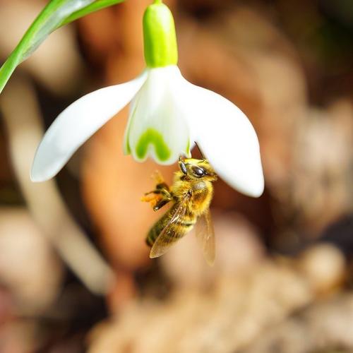 bee-on-snowdrop