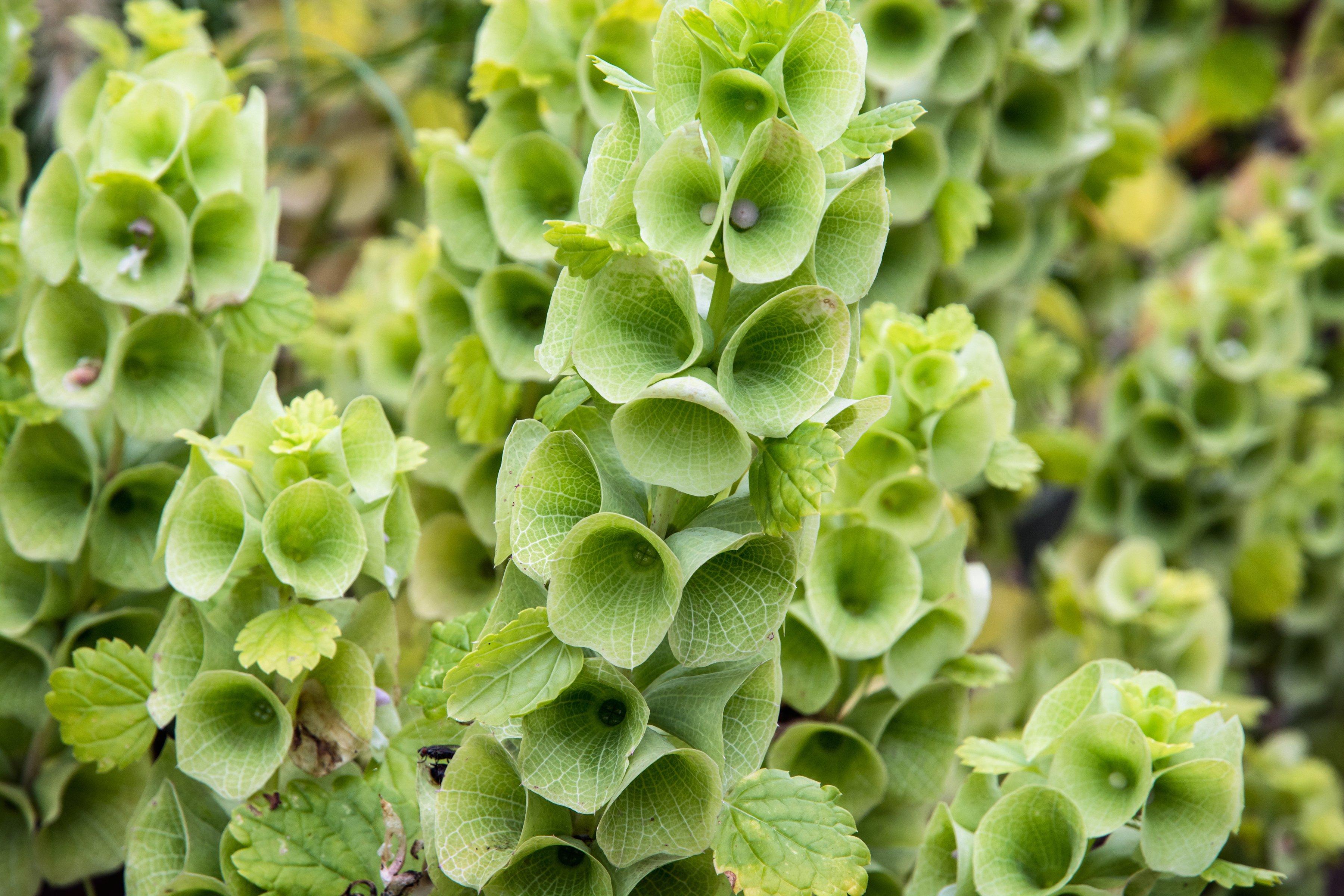 bells-of-ireland-green-flowers