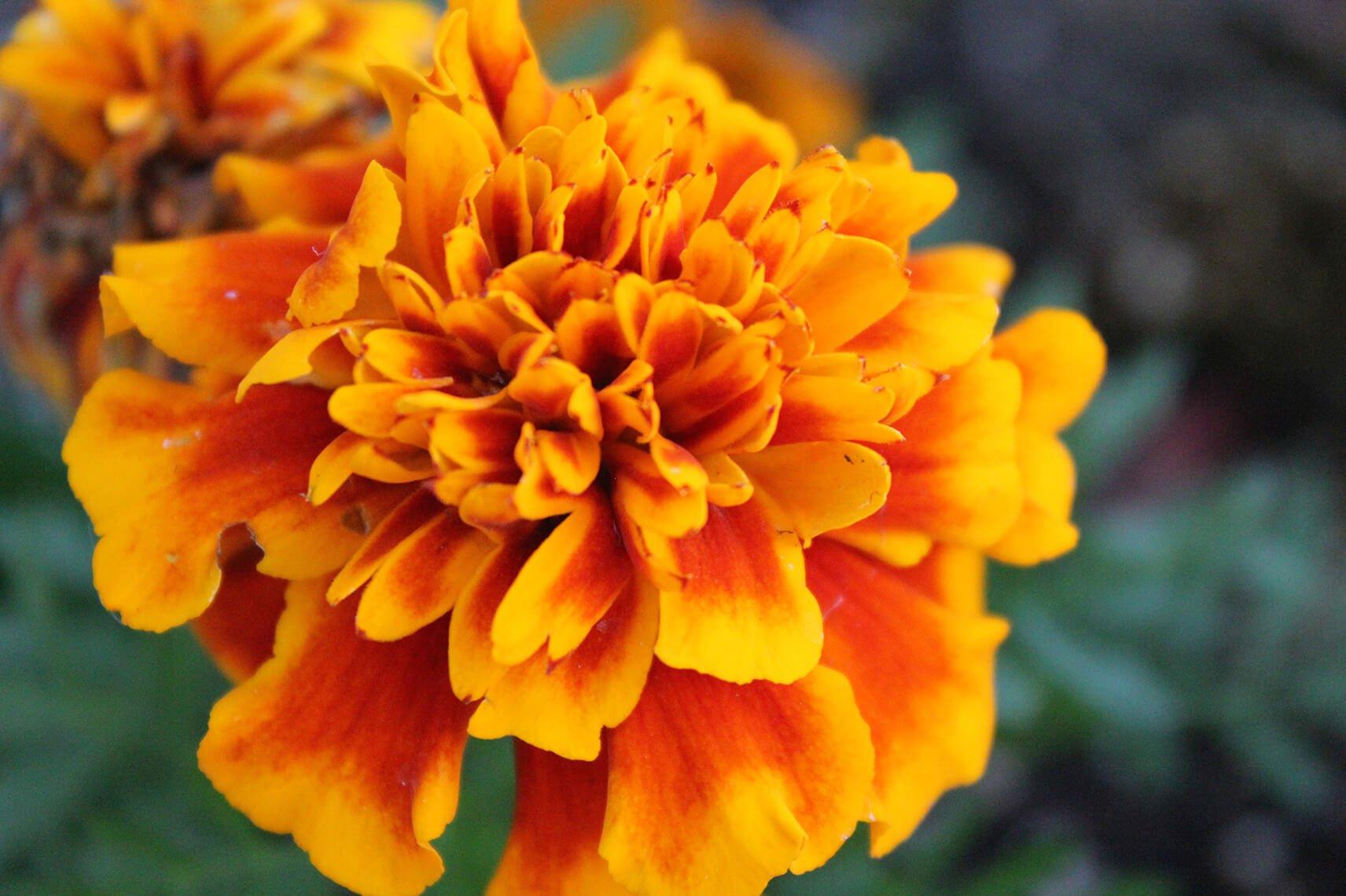 birthMonthFlowers_marigold