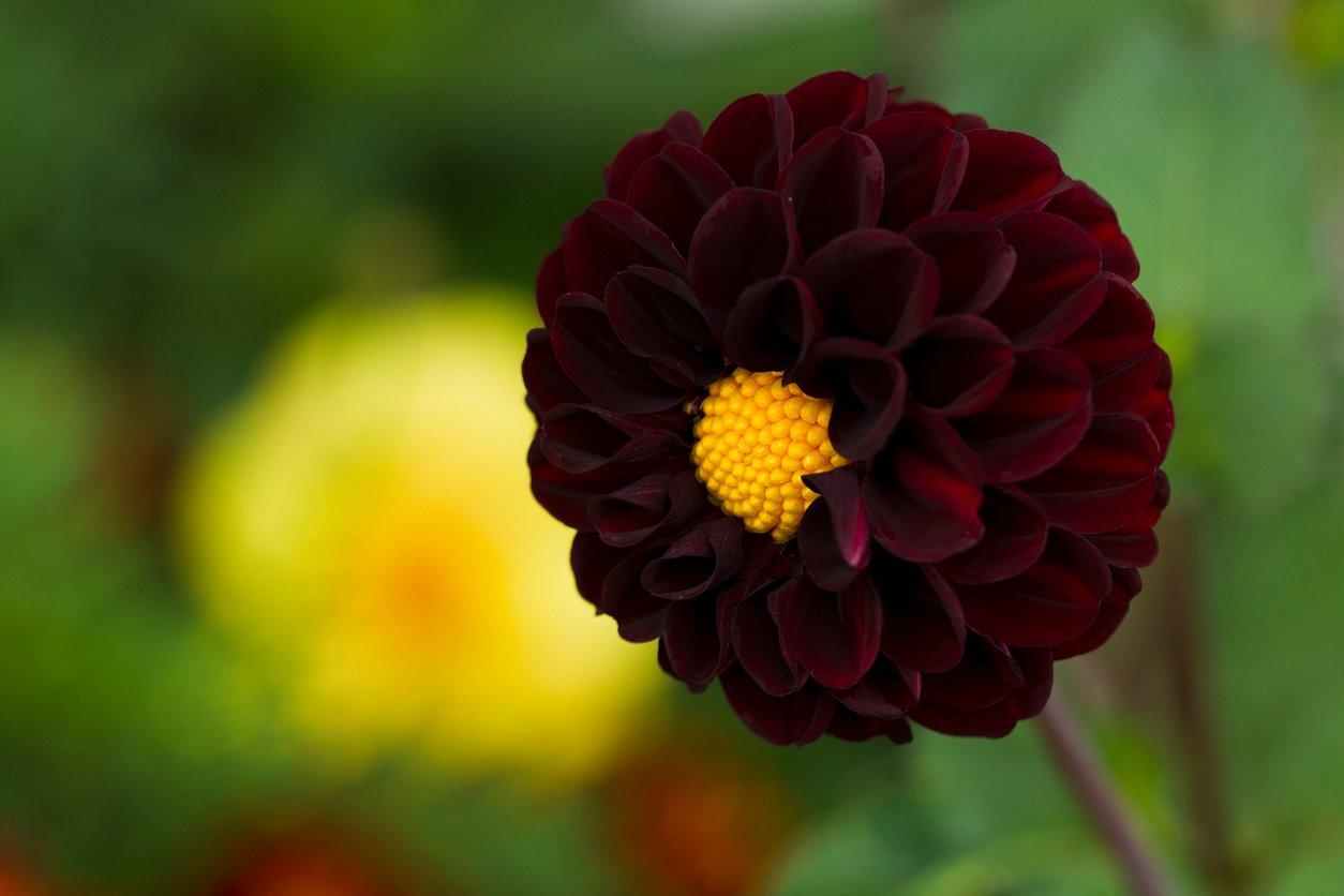 naturally black flowers