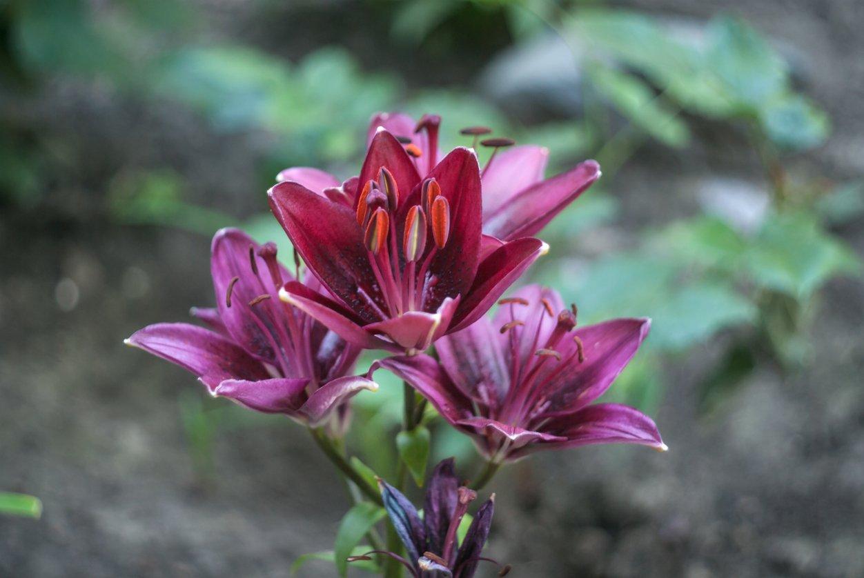 black-daylilly-interflora