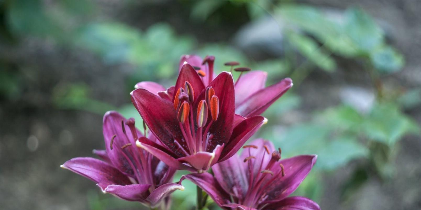 black-daylilly-interflora